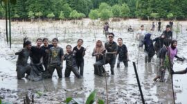 Mahasiwa Unrika tengah menanam seribu pohon mangrove, Selasa (28/11/2023). Foto: Indra-matapedia6