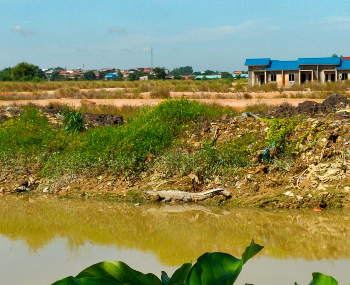 Buaya yang muncul di pinggir sungai di samping perumahan Muka Kuning Pratama Sagulung, Minggu (21/1/2024).Matapedia6.com/ Dok warga