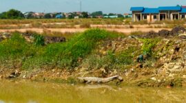 Buaya yang muncul di pinggir sungai di samping perumahan Muka Kuning Pratama Sagulung, Minggu (21/1/2024).Matapedia6.com/ Dok warga