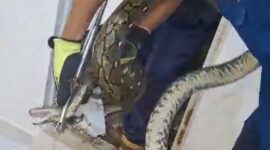 Tangkapan video proses evakuasi ular piton di gudang kediaman rumah dinas Imigrasi. Foto:Ist/matapedia6