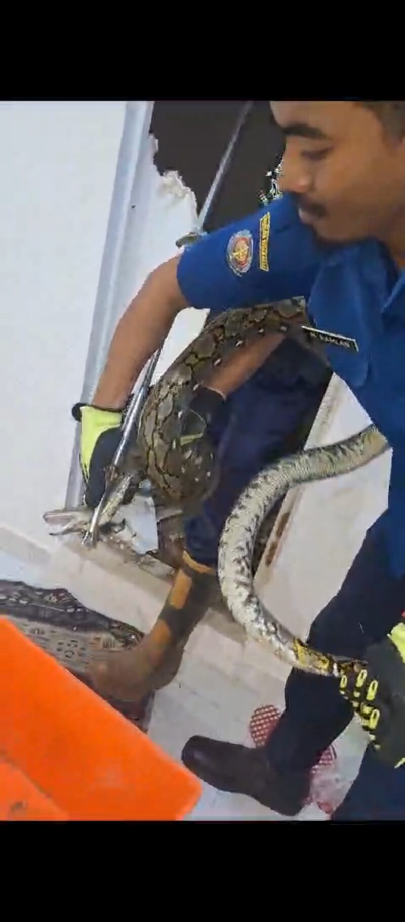 Tangkapan video proses evakuasi ular piton di gudang kediaman rumah dinas Imigrasi. Foto:Ist/matapedia6