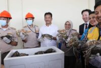 Kepala BP Batam Muhammad Rudi bersama Balai Karantina Hewan, Ikan, dan Tumbuhan Kepulauan Riau (Kepri) bersama melepas ekspor perdana kepiting bakau hidup (scylla serrata) ke Shanghai Cina, melalui Bandara Internasional Batam, Rabu (31/1/2024). Matapedia6.com/ Diskominfo Batam