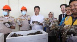 Kepala BP Batam Muhammad Rudi bersama Balai Karantina Hewan, Ikan, dan Tumbuhan Kepulauan Riau (Kepri) bersama  melepas ekspor perdana kepiting bakau hidup (scylla serrata) ke Shanghai Cina, melalui Bandara Internasional Batam, Rabu (31/1/2024). Matapedia6.com/ Diskominfo Batam
