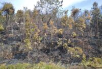 Kurang lebih 500 meter persegi Lahan kosong di jalan masuk kampung tua Tiangwangkang terbakar, Rabu (28/2/2024). Matapedia6.com/ Luci