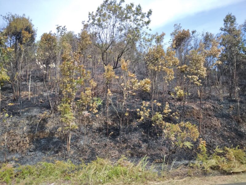 Kurang lebih 500 meter persegi Lahan kosong di jalan masuk kampung tua Tiangwangkang terbakar, Rabu (28/2/2024). Matapedia6.com/ Luci