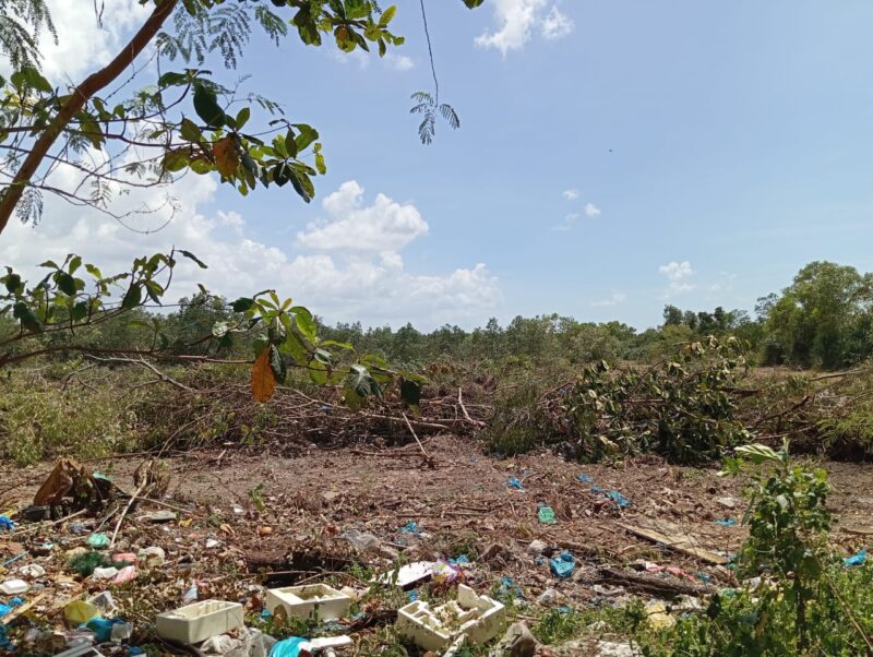 Kurang lebih enam hektar hutan mangrove di Marina City dibabat. Pinggir jalan raya dan pinggir laut disisakan untuk mengelabui petugas, Kamis (29/2/2024). Matapedia6.com/ Luci