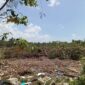 Kurang lebih enam hektar hutan mangrove di Marina City dibabat. Pinggir jalan raya dan pinggir laut disisakan untuk mengelabui petugas, Kamis (29/2/2024). Matapedia6.com/ Luci