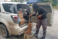 Anjing pelacak atau tim K-9 yang dikerahkan Direktorat Tindak Pidana Narkoba Bareskrim Polri, saat melakukan pemeriksaan barang bawaan penumpang di pelabuhan Bakauheni. Matapedia6.com/Dok Humas Mabes Polri