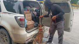 Anjing pelacak atau tim K-9 yang dikerahkan Direktorat Tindak Pidana Narkoba Bareskrim Polri, saat melakukan pemeriksaan barang bawaan penumpang di pelabuhan Bakauheni. Matapedia6.com/Dok Humas Mabes Polri