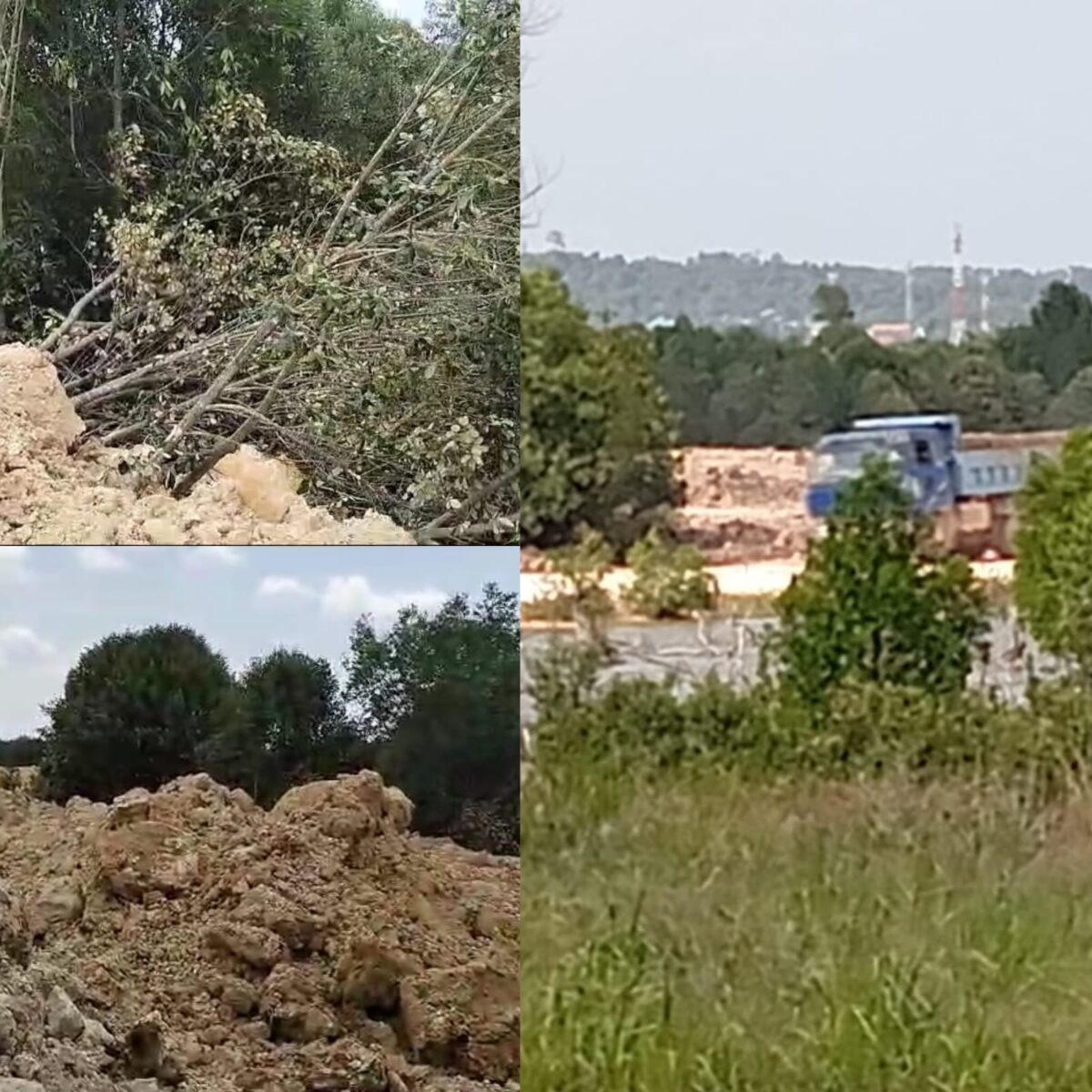Belasan hektare Hutan mangrove yang ditimbun di wilayah Kavling Melati, Kelurahan Sei Pelenggut, Kecamatan Sagulung, Kota Batam, Selasa (19/3/2024). Matapedia6.com/ Luci