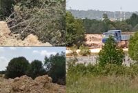 Belasan hektare Hutan mangrove yang ditimbun di wilayah Kavling Melati, Kelurahan Sei Pelenggut, Kecamatan Sagulung, Kota Batam, Selasa (19/3/2024). Matapedia6.com/ Luci