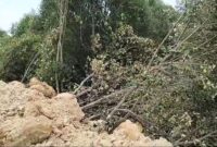 Belasan hektare Hutan mangrove yang ditimbun di wilayah Kavling Melati, Kelurahan Sei Pelenggut, Kecamatan Sagulung, Kota Batam, Selasa (19/3/2024). Matapedia6.com/ Luci