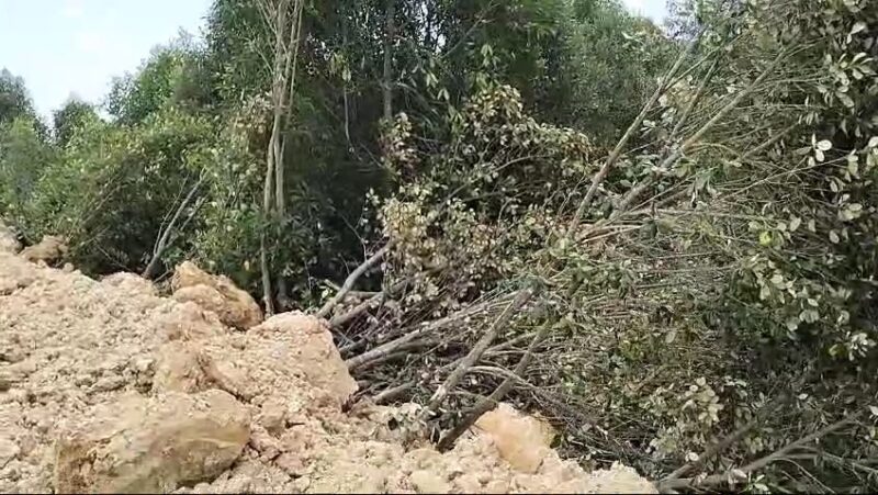 Belasan hektare Hutan mangrove yang ditimbun di wilayah Kavling Melati, Kelurahan Sei Pelenggut, Kecamatan Sagulung, Kota Batam, Selasa (19/3/2024). Matapedia6.com/ Luci