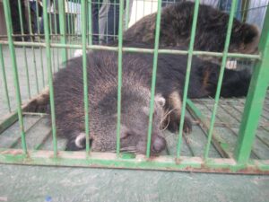 Musang jenis binturang
