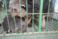 Dua ekor Binturang jantan dan betina disita oleh Ditreskrimsus Polda Kepri dari warga Sekupang, Kota Batam, Provinsi Kepri, hewan ini merupakan hewan yang dilindungi, dan nantinya akan diserahkan ke BKSD untuk dilepaskan ke habitat aslinya. Matapedia6.com/ Luci.