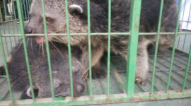 Dua ekor Binturang jantan dan betina disita oleh Ditreskrimsus Polda Kepri dari warga Sekupang, Kota Batam, Provinsi Kepri, hewan ini merupakan hewan yang dilindungi, dan nantinya akan diserahkan ke BKSD untuk dilepaskan ke habitat aslinya. Matapedia6.com/ Luci.