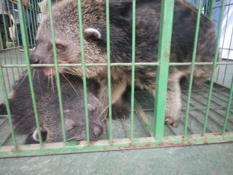 Dua ekor Binturang jantan dan betina disita oleh Ditreskrimsus Polda Kepri dari warga Sekupang, Kota Batam, Provinsi Kepri, hewan ini merupakan hewan yang dilindungi, dan nantinya akan diserahkan ke BKSD untuk dilepaskan ke habitat aslinya. Matapedia6.com/ Luci.