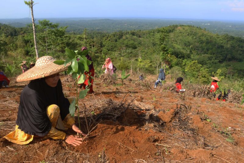 Reboisasi 33.800 Bibit Pohon. Foto:Telkom