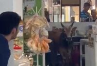 Sapi yang lepas dan masuk ke dalam warung kopi di Pasir Putih Batam Centre, Kota Batam Provinsi Kepri, Minggu (16/6/2024). Matapedia6.com/Istimewa