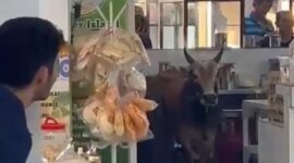 Sapi yang lepas dan masuk ke dalam warung kopi di Pasir Putih Batam Centre, Kota Batam Provinsi Kepri, Minggu (16/6/2024). Matapedia6.com/Istimewa