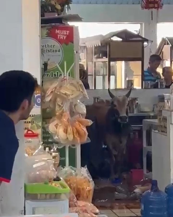 Sapi yang lepas dan masuk ke dalam warung kopi di Pasir Putih Batam Centre, Kota Batam Provinsi Kepri, Minggu (16/6/2024). Matapedia6.com/Istimewa