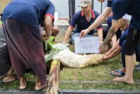 Petugas dan warga binaan Lapas Batam tengah sembelih hewan kurban, Senin (17/6/2024). Foto:Ist