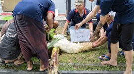 Petugas dan warga binaan Lapas Batam tengah sembelih hewan kurban, Senin (17/6/2024). Foto:Ist