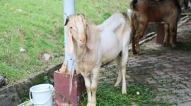 Hewan kurban BP Batam. Foto:Ist