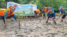 PLN Batam tanam ribuan bibit mangrove di Nongsa, Minggu (11/8/2024). Foto:Dok/Humas PLN