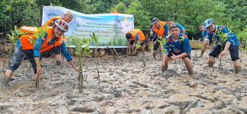 PLN Batam tanam ribuan bibit mangrove di Nongsa, Minggu (11/8/2024). Foto:Dok/Humas PLN