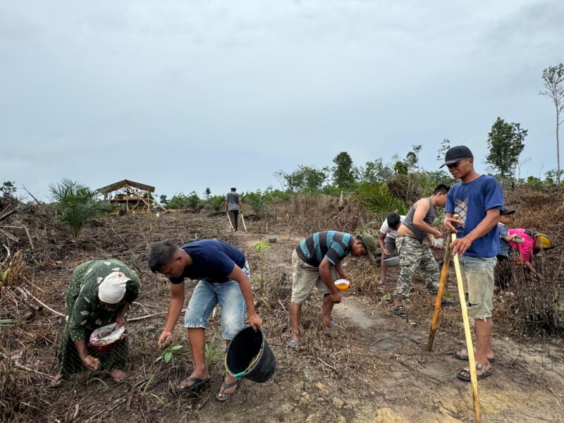 Memasuki musim penghujan warga Desa Mencolok, Kecamatan Sungai Toman, Kabupaten Tanjung Jabung Timur, Provinsi Jambi, berlomba-lomba menanam padi darat, Jumat (13/9/2024). Matapedia6.com/Dok Dalil Harahap