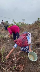 Memasuki musim penghujan warga Desa Mencolok, Kecamatan Sungai Toman, Kabupaten Tanjung Jabung Timur, Provinsi Jambi, berlomba-lomba menanam padi darat, Jumat (13/9/2024). Matapedia6.com/Dok Dalil Harahap