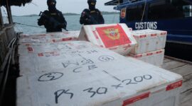 Ribuan benih lobster diamankan Bea Cukai, Selasa (3/9). Foto:Istimewa