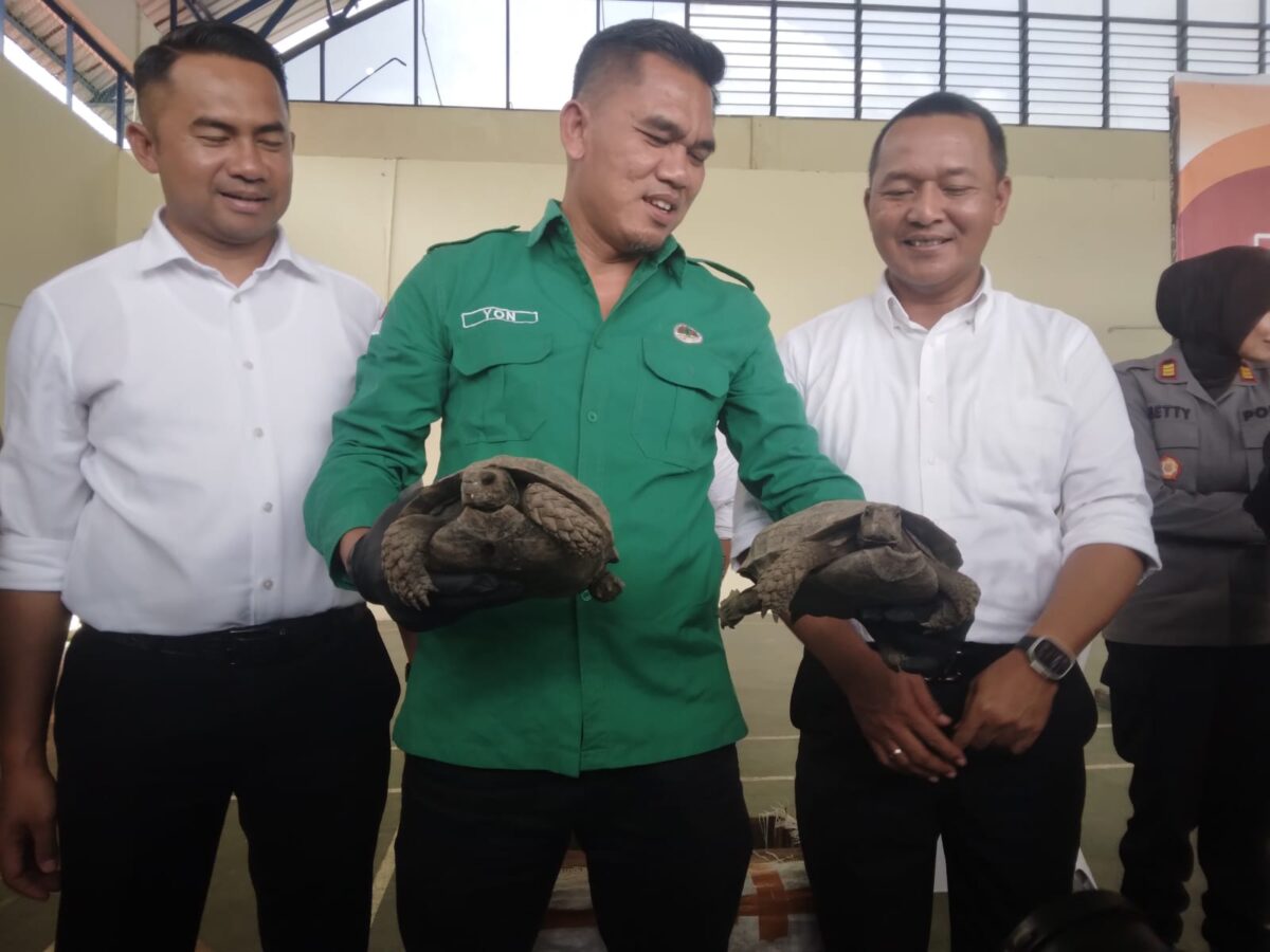 Balai konservasi di dampingi Kasubdit IV Tipiter Kompol Zamrul dan Wadirkrimsus Polda Kepri AKBP Ade Kuncoro menunjukkan kura-kura yang disita,  Senin (28/10/2024). Matapedia6.com/Luci