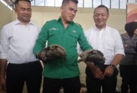 Balai konservasi di dampingi Kasubdit IV Tipiter Kompol Zamrul dan Wadirkrimsus Polda Kepri AKBP Ade Kuncoro menunjukkan kura-kura yang disita, Senin (28/10/2024). Matapedia6.com/Luci