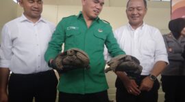 Balai konservasi di dampingi Kasubdit IV Tipiter Kompol Zamrul dan Wadirkrimsus Polda Kepri AKBP Ade Kuncoro menunjukkan kura-kura yang disita,  Senin (28/10/2024). Matapedia6.com/Luci