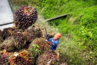 Seorang pekerja perkebunan sawit sedang memuat buah sawit ke dalam mobil di perkebunan sawit di Indonesia. Matapedia6.com/ Dok. BPDPKS