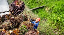 Seorang pekerja perkebunan sawit sedang memuat buah sawit ke dalam mobil di perkebunan sawit di Indonesia. Matapedia6.com/ Dok. BPDPKS