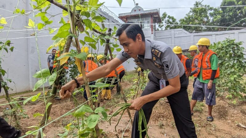 Kepala Seksi Kegiatan Kerja Lapas Batam, Heri Aguswanto bersama warga binaan melakukan panen raya kacang panjang hasil pembinaan kemandirian, Selasa (3/12/2024)  Matapedia6.com/Dok Lapas