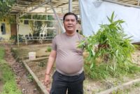 Kapolsek Sagulung Iptu Rohandi P Tam UNAN menunjukkan sayur Kangkung saat panen di pekarangan Polsek Sagulung, Sabtu (21/12/2024).Matapedia6.com/Dok Polsek