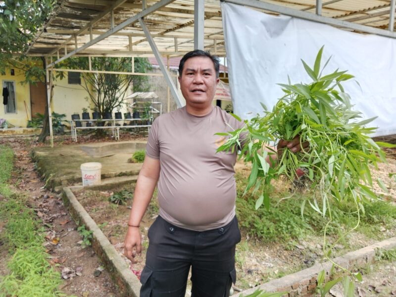 Kapolsek Sagulung Iptu Rohandi P Tam UNAN menunjukkan sayur Kangkung saat panen di pekarangan Polsek Sagulung, Sabtu (21/12/2024).Matapedia6.com/Dok Polsek