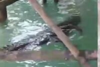 Seekor Buaya yang muncul di bawah rumah warga di pulau buluh. Buaya mencari makan di bawah kolong rumah warga yang berada diatas laut, Rabu (15/1/2025). Matapedia6.com/ Istimewa