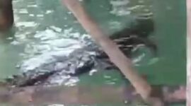 Seekor Buaya yang muncul di bawah rumah warga di pulau buluh. Buaya mencari makan di bawah kolong rumah warga yang berada diatas laut, Rabu (15/1/2025). Matapedia6.com/ Istimewa