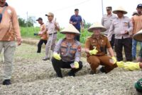 Kapolresta Barelang Kombes Pol Heribertus Ompusunggu menanam jagung di lahan yang dikelola oleh Polresta Barelang bersama kelompok tani di wilayah Sagulung, Selasa (21/1/2025). Matapedia6.com/ Dok Polresta Barelang