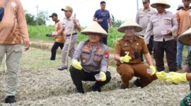 Kapolresta Barelang Kombes Pol Heribertus Ompusunggu menanam jagung di lahan yang dikelola oleh Polresta Barelang bersama kelompok tani di wilayah Sagulung, Selasa (21/1/2025). Matapedia6.com/ Dok Polresta Barelang