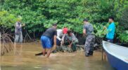 Tim terpadu penangkapan buaya saat menangkap buaya di perairan pulau Mengkada, Kota Batam Provinsi Kepri, Sabtu (25/1/2025). Matapedia6.com/ Dok Lantamal IV