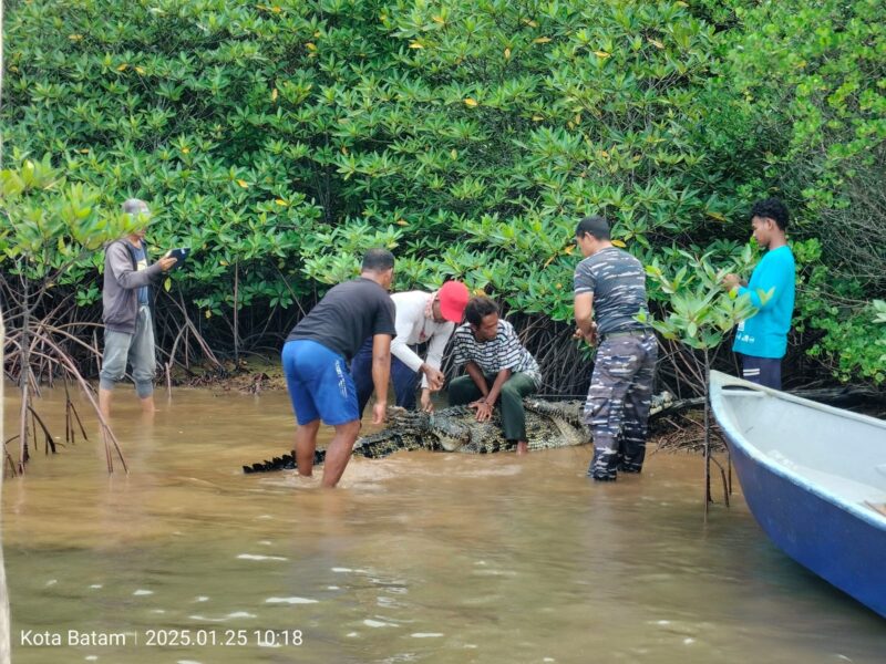 Tim terpadu penangkapan buaya saat menangkap buaya di perairan pulau Mengkada, Kota Batam Provinsi Kepri, Sabtu (25/1/2025). Matapedia6.com/ Dok Lantamal IV