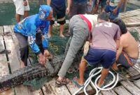 Warga menangkap buaya yang lepas dari habitat, Rabu (15/1). Foto:Screenshot/video-warga