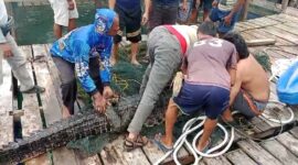 Warga menangkap buaya yang lepas dari habitat, Rabu (15/1). Foto:Screenshot/video-warga
