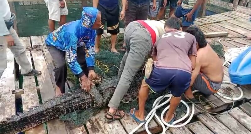 Warga menangkap buaya yang lepas dari habitat, Rabu (15/1). Foto:Screenshot/video-warga